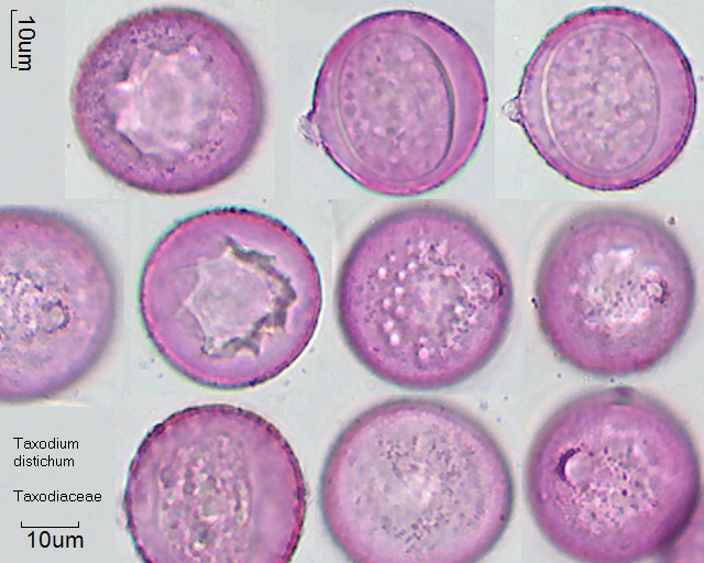 Pollen von Taxodium distichum