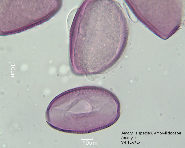 Datei:Amaryllis species (3).jpg