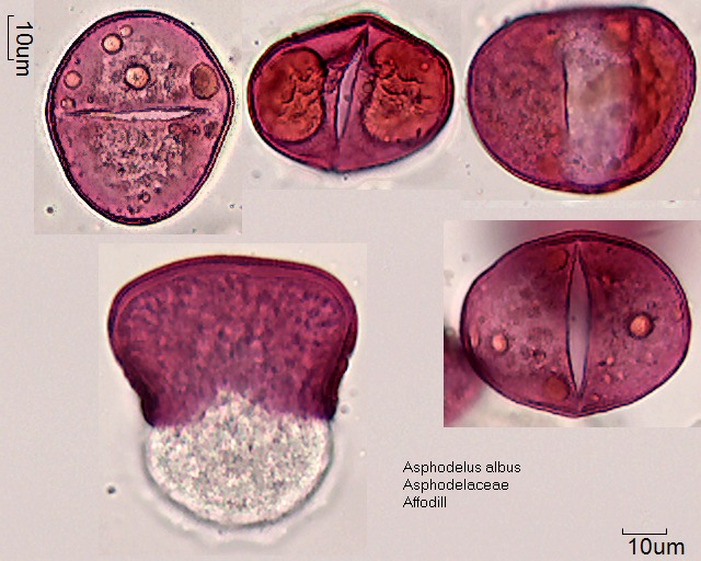Pollen von Asphodelus albus