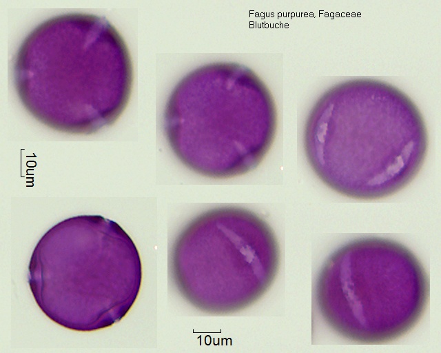 Datei:Fagus purpurea (2).jpg