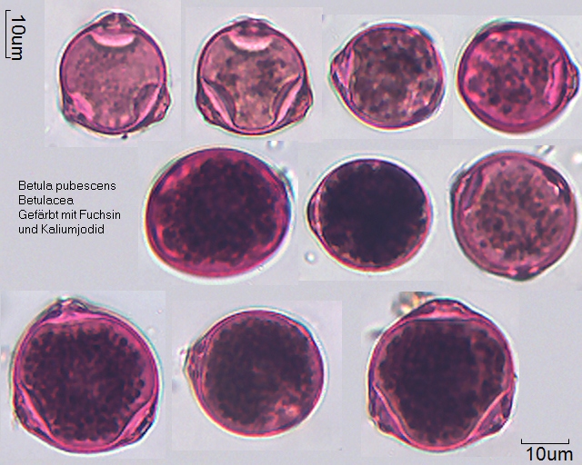 Pollen von Betula pubescens Präparat 22-027-2-2, gefärbt mit Fuchsin und Jod