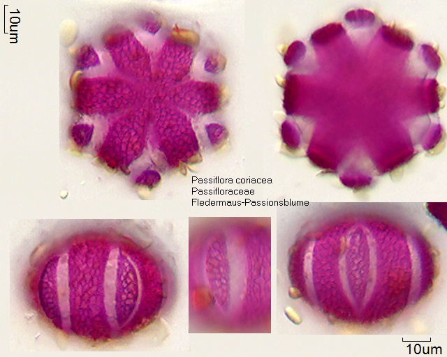 Pollen von Passiflora coriacea (1)