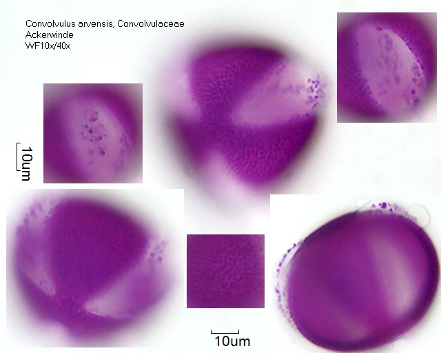 Pollen von Convolvulus arvensis