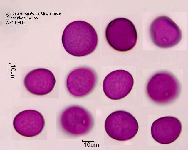 Pollen von Cynosurus cristatus