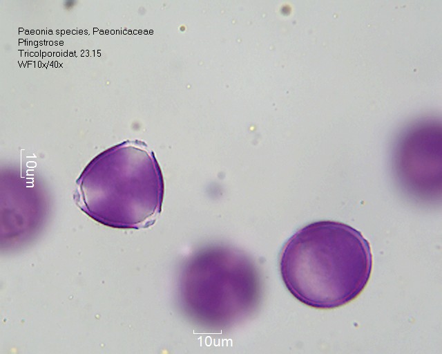 Datei:Paeonia species (1).jpg