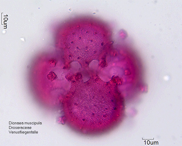 Datei:Dionaea muscipula (6).jpg