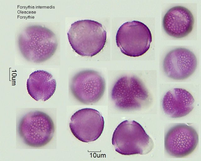 Pollen von Forsythia intermedia.jpg