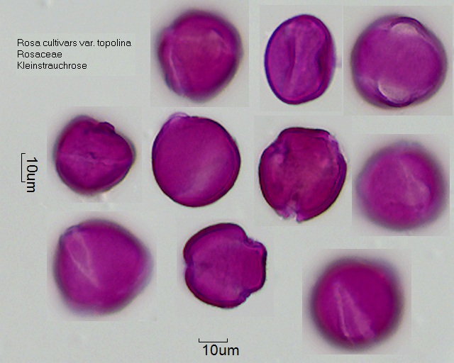 Pollen von Rosa cultivars topolina