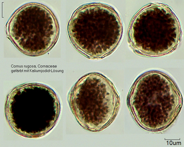 Pollen von Cornus rugosa, gefärbt mit Kaliumjodid, 22-052-1