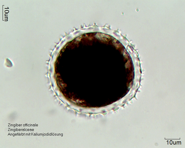 Pollen von Zingiber officinale, angefärbt mit Kaliumjodid-Lösung