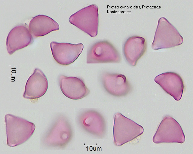 Pollen von Protea cynaroides