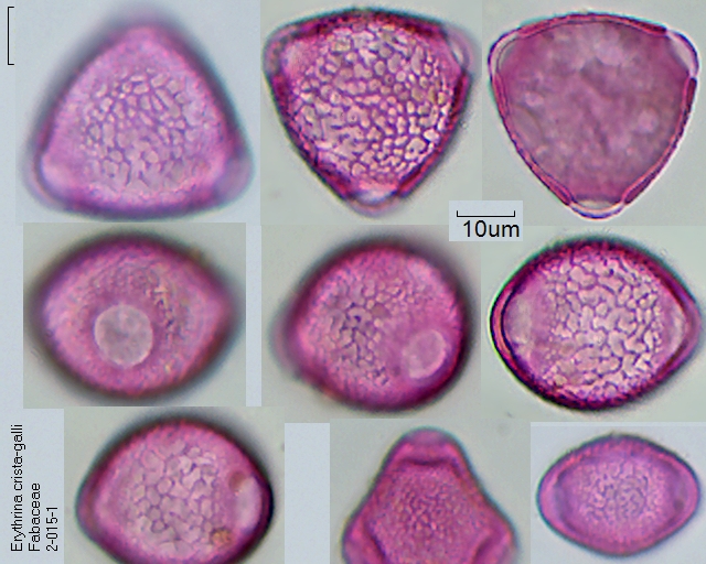 Pollen von Erythrina crista-galli, 2-015-1