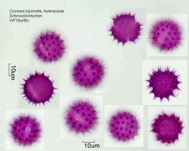 Pollen von Cosmea bipinnata