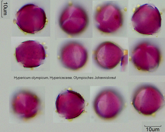 Pollen von Hypericum olympicum