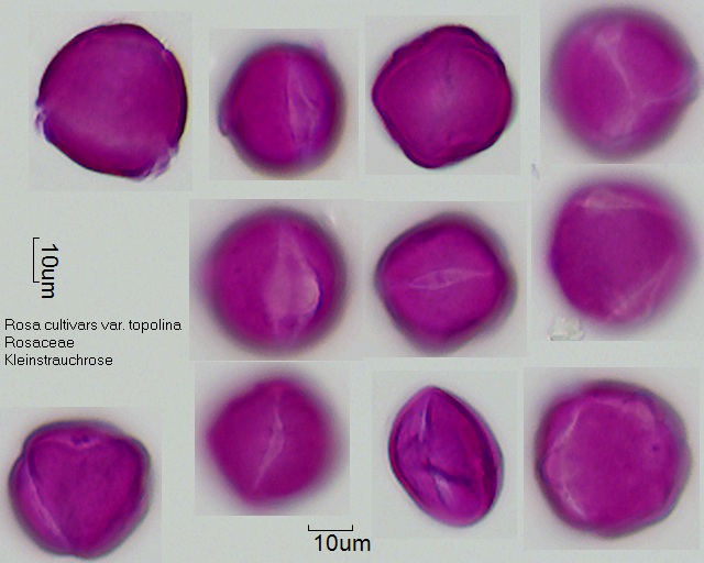 Pollen von Rosa cultivars var. topolina