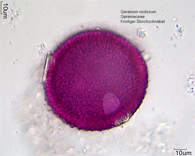 Pollen von Geranium nodosum