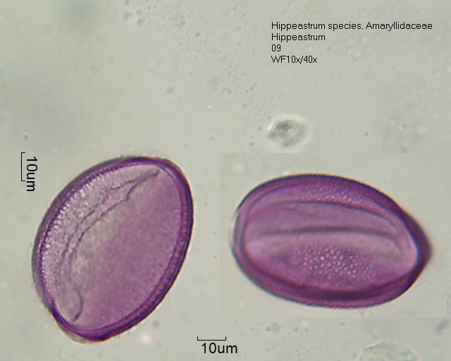 Pollen von Hippeastrum species