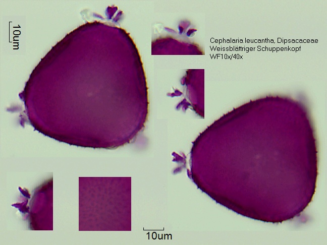 Pollen von Cephalaria leucantha