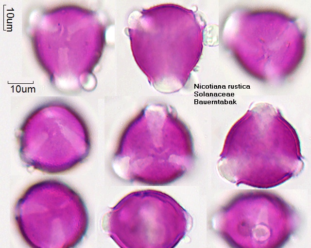 Pollen von Nicotiana rustica