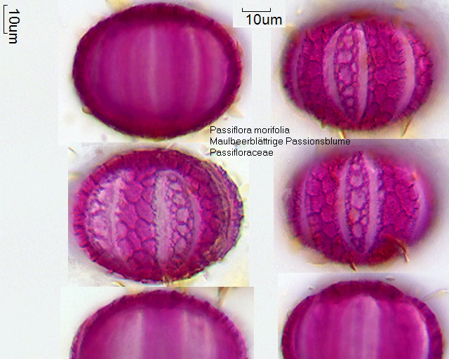 Pollen von Passiflora morifolia