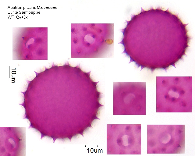 Pollen von Abutilon pictum
