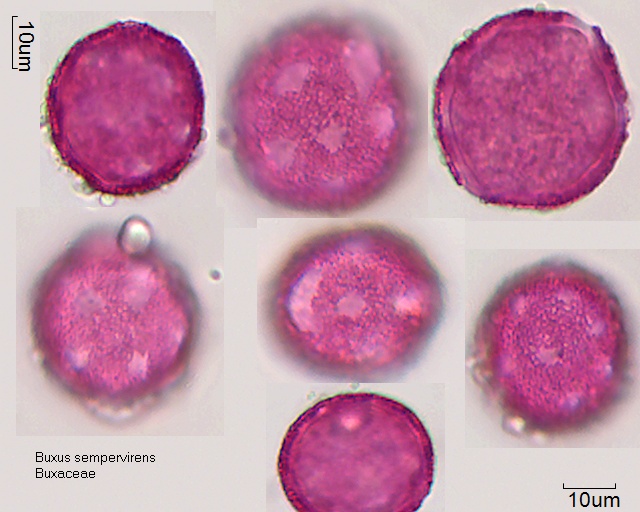 Pollen von Buxus sempervirens, 1-015-1]]