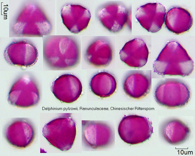 Pollen von Delphinium pylzowii