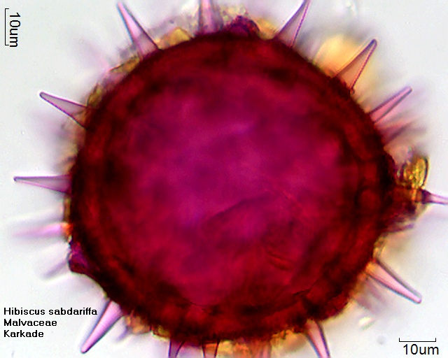 Pollen von Hibiscus sabdariffa