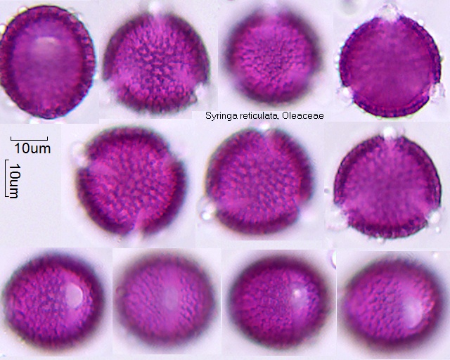 Pollen von Syringa reticulata