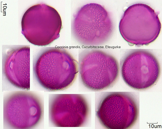 Pollen von Coccinia granids