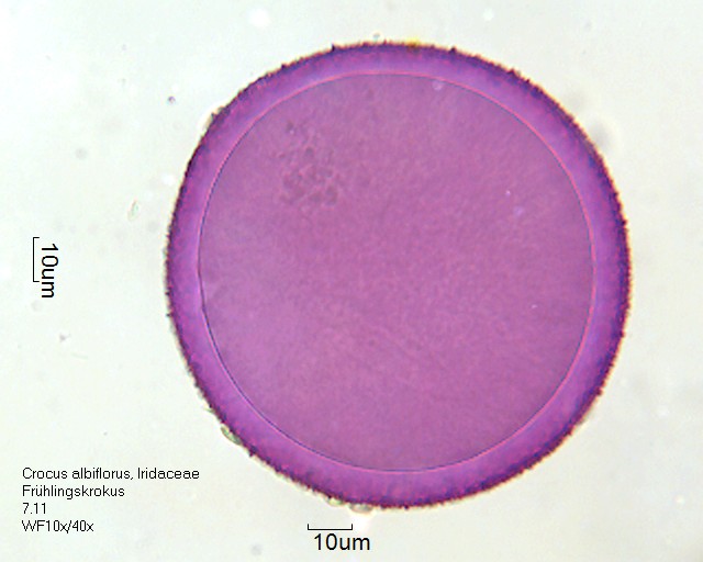 Pollen von Crocus albiflorus
