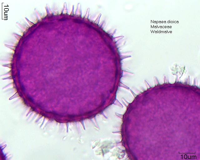 Pollen von Napaea dioica