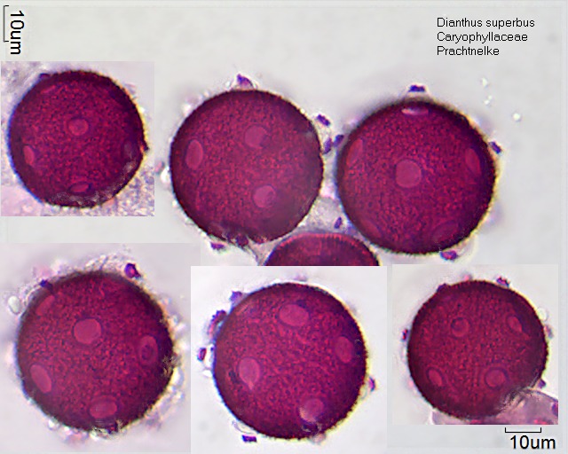 Pollen von Dianthus superbus
