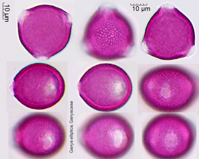 Pollen von Garrya elliptica, 5 Tage nach dem Einbetten in Fuchsin-Glyceringelatine