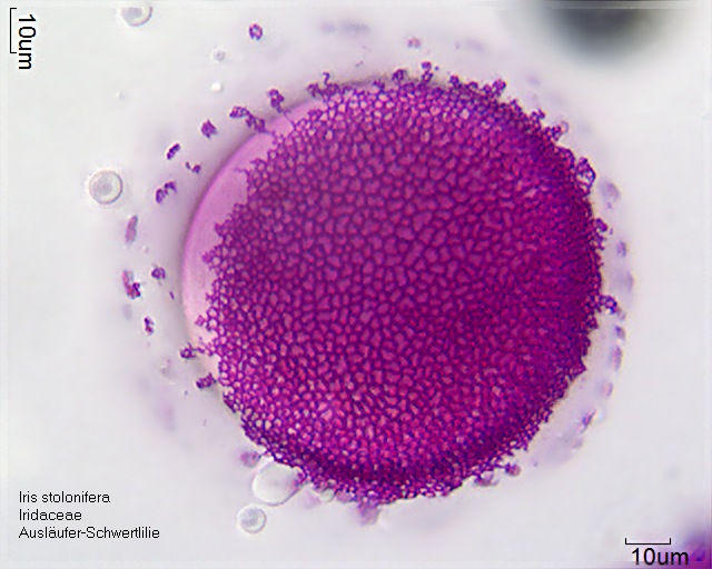Pollen von Iris stolonifera (1).jpg