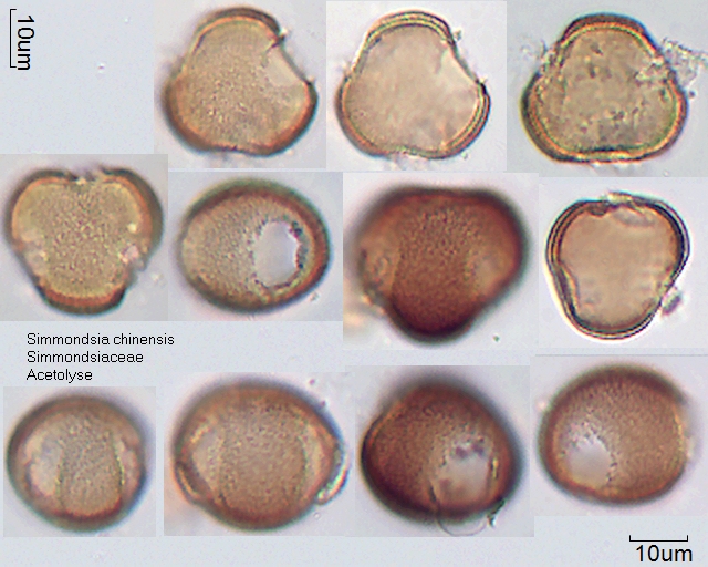 Acetolysierter Pollen von Simmondsia chinensis, A-021