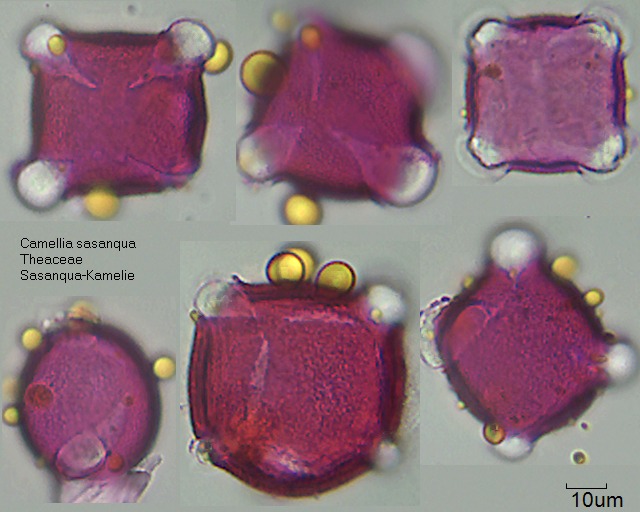 Pollen von Camellia sasanqua