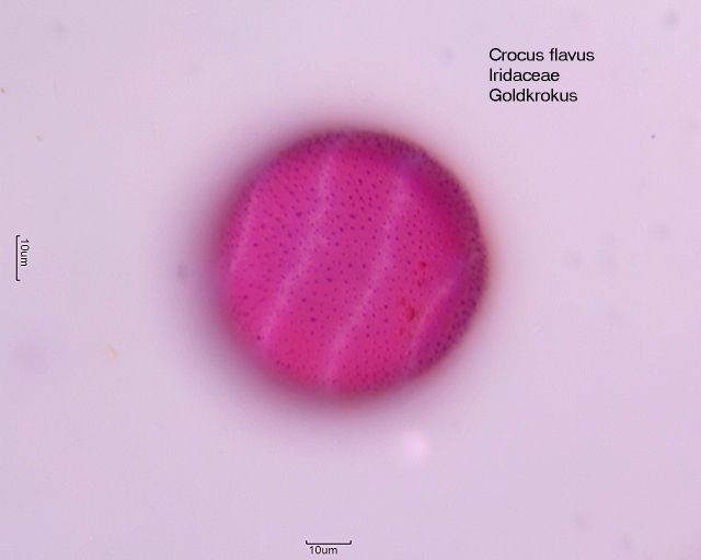 Pollen von Crocus flavus
