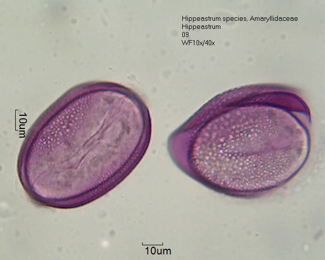Datei:Hippeastrum species (3).jpg