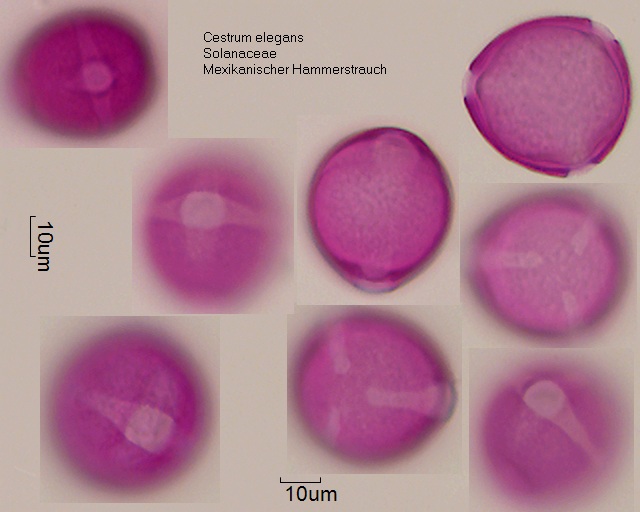 Pollen von Cestrum elegans