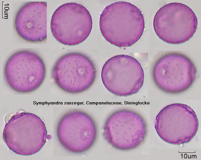Pollen von Symphyandra zanzegur