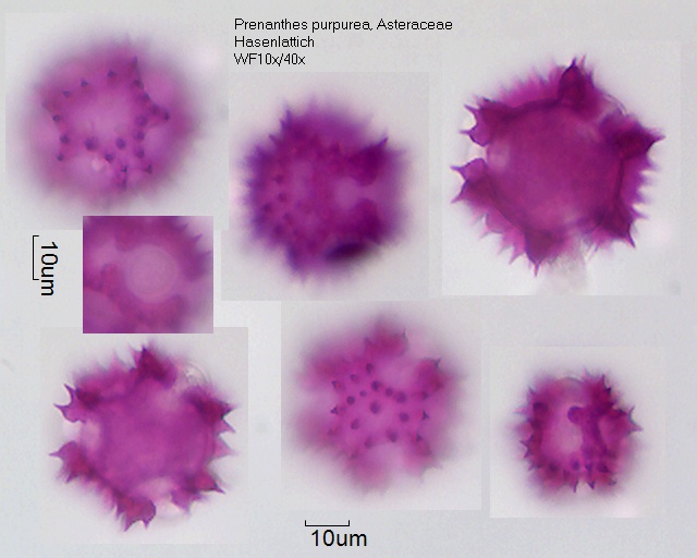 Pollen von Prenanthes purpurea