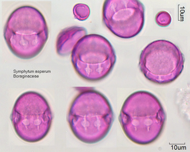 Pollen von Symphytum asperum