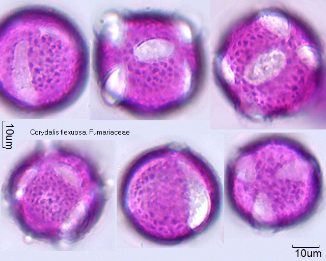 Pollen von Corydalis flexuosa