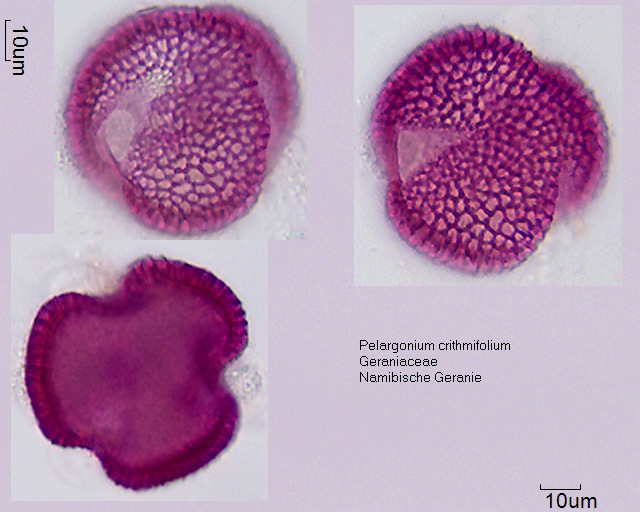 Datei:Pelargonium crithmifolium (1).jpg
