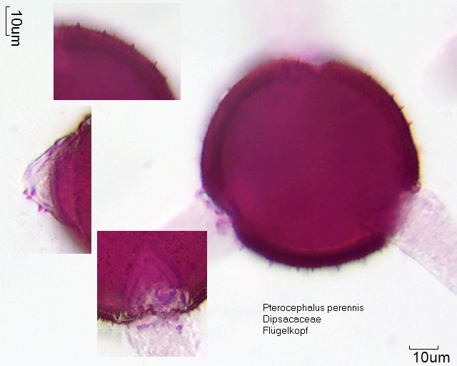 Pollen von Pterocephalus perennis
