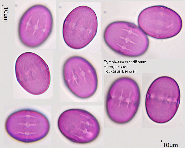 Pollen von Symphytum grandiflorum