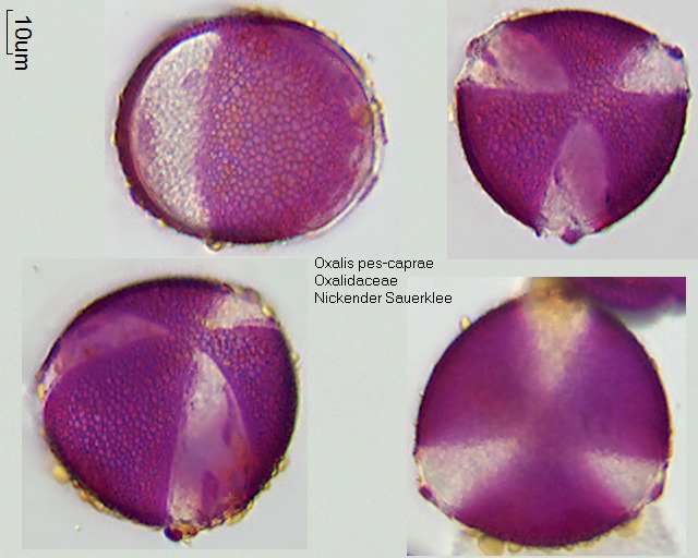 Pollen von Oxalis pes-caprae