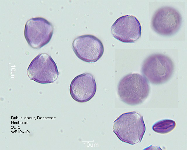 Pollen von Rubus idaeus