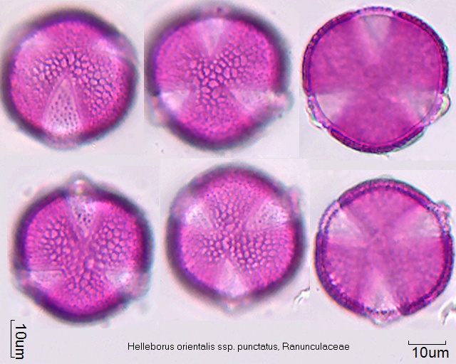 Pollen von Helleborus bosniacus